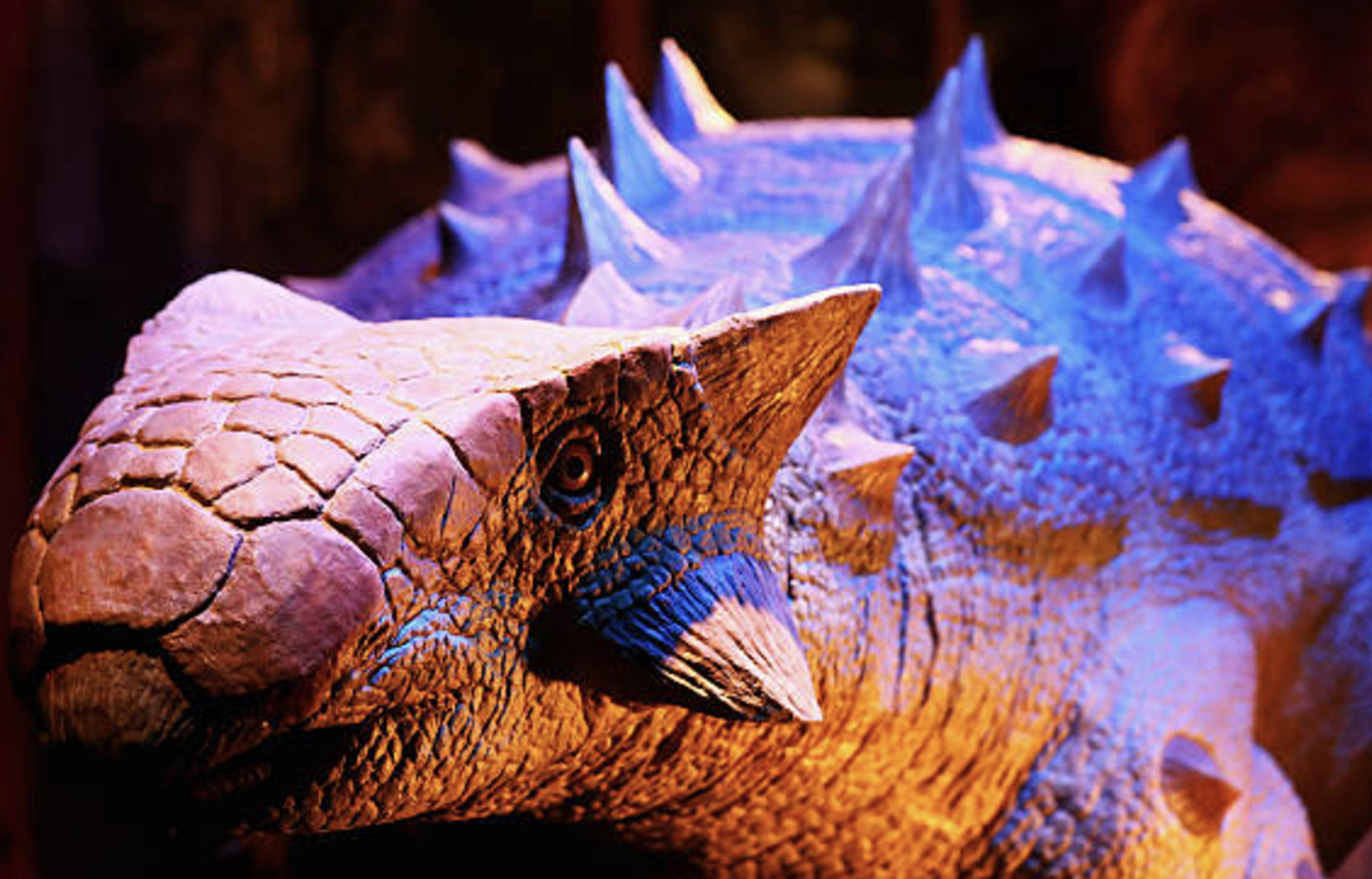 Identified as Ankylosaur